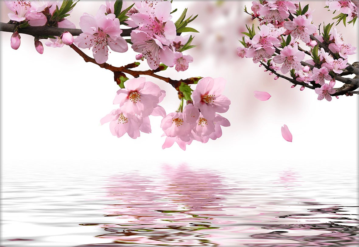پوستر دیواری شکوفه گیلاس Nature-F328 - Image 4